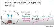 Hypothalamic dopamine neurons motivate mating through persistent cAMP signalling