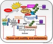 Role of Parkin as a tumor suppressor! 