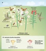 Pollinators contribute to flowering plant diversity