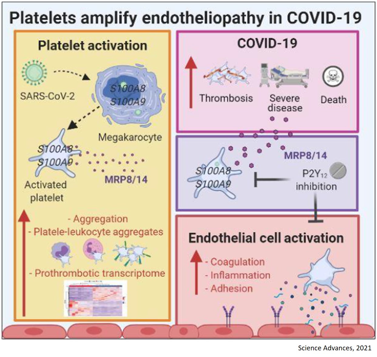 Platelets amplify endotheliopathy in COVID-19