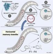 Mechanism for memory transfer between individual worms
