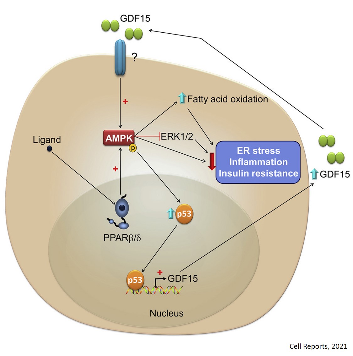 Energy metabolism in peripheral tissues regulated by a cytokine GDF15