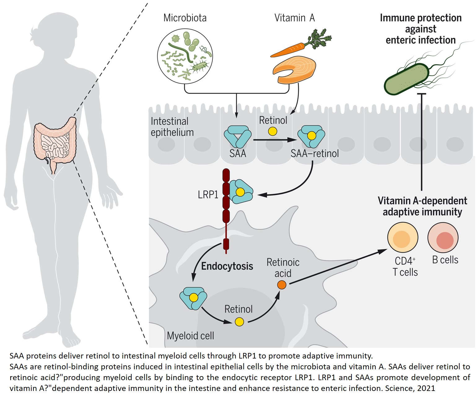 How vitamin A enters immune cells in the gut