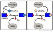 Mechanism of long chain fatty acid mediated suppression of tumor growth