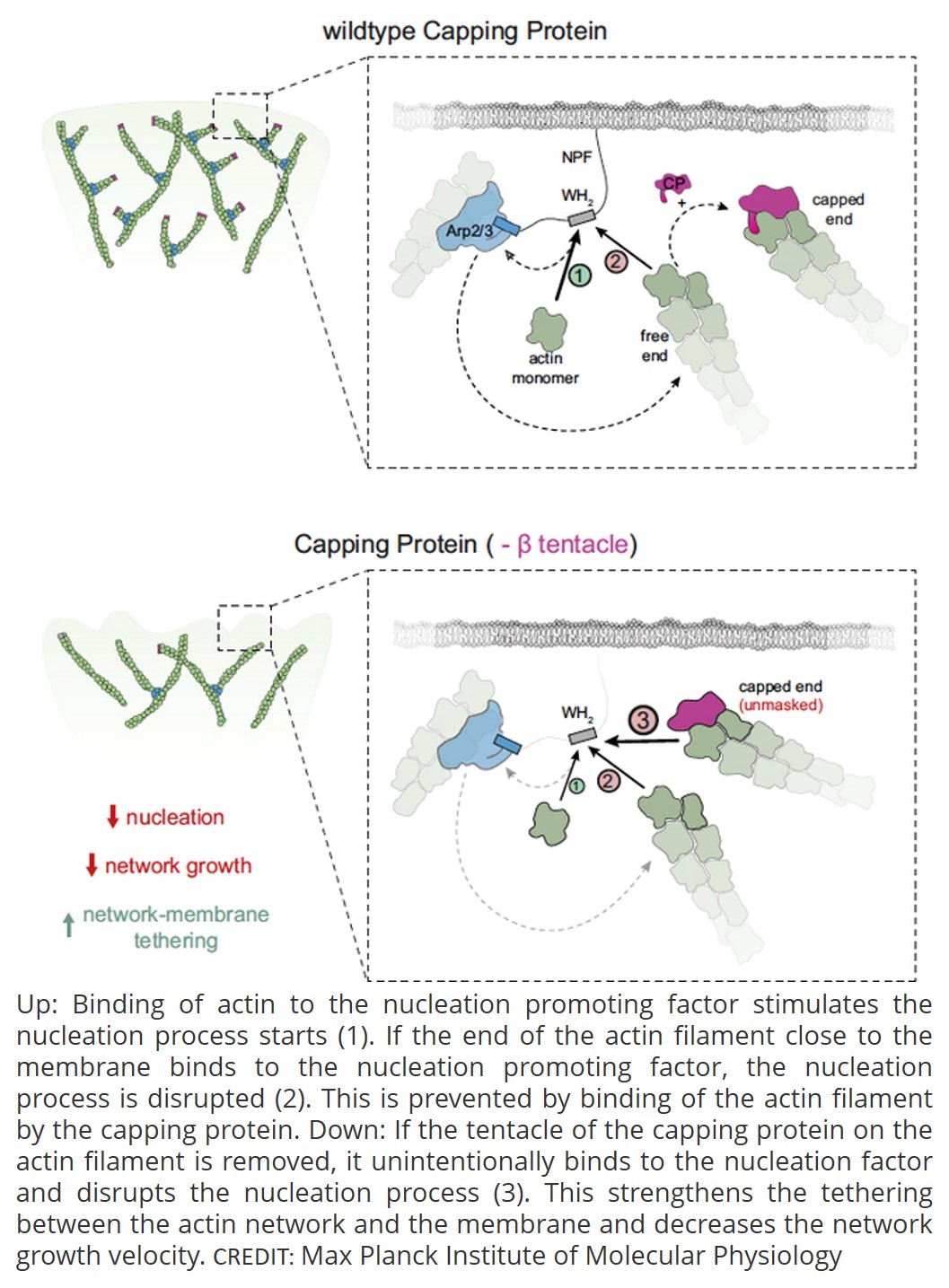 How pruning the cytoskeleton moves the cell