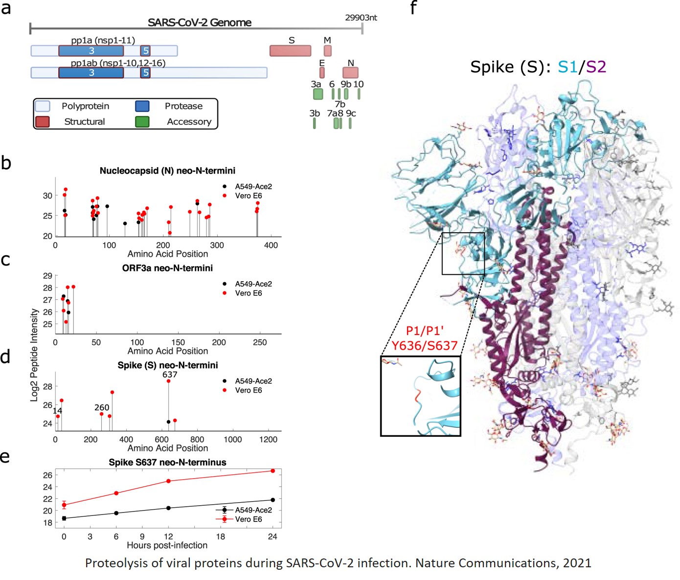 Inhibiting targets of SARS-CoV-2 proteases can block infection