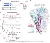 Inhibiting targets of SARS-CoV-2 proteases can block infection