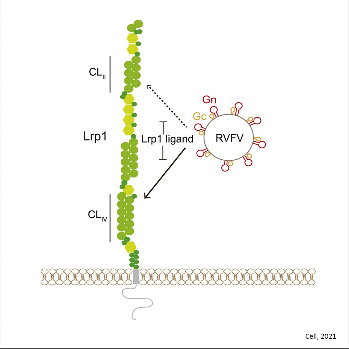 Lrp1 is a host entry factor for Rift Valley fever virus