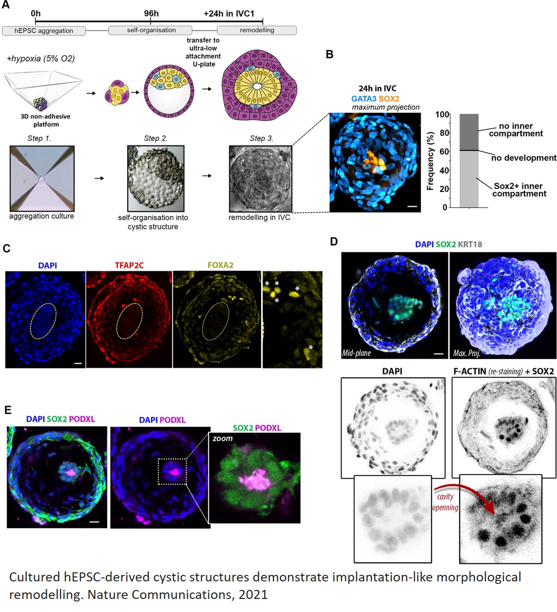 Human embryo-like structures from stem cells