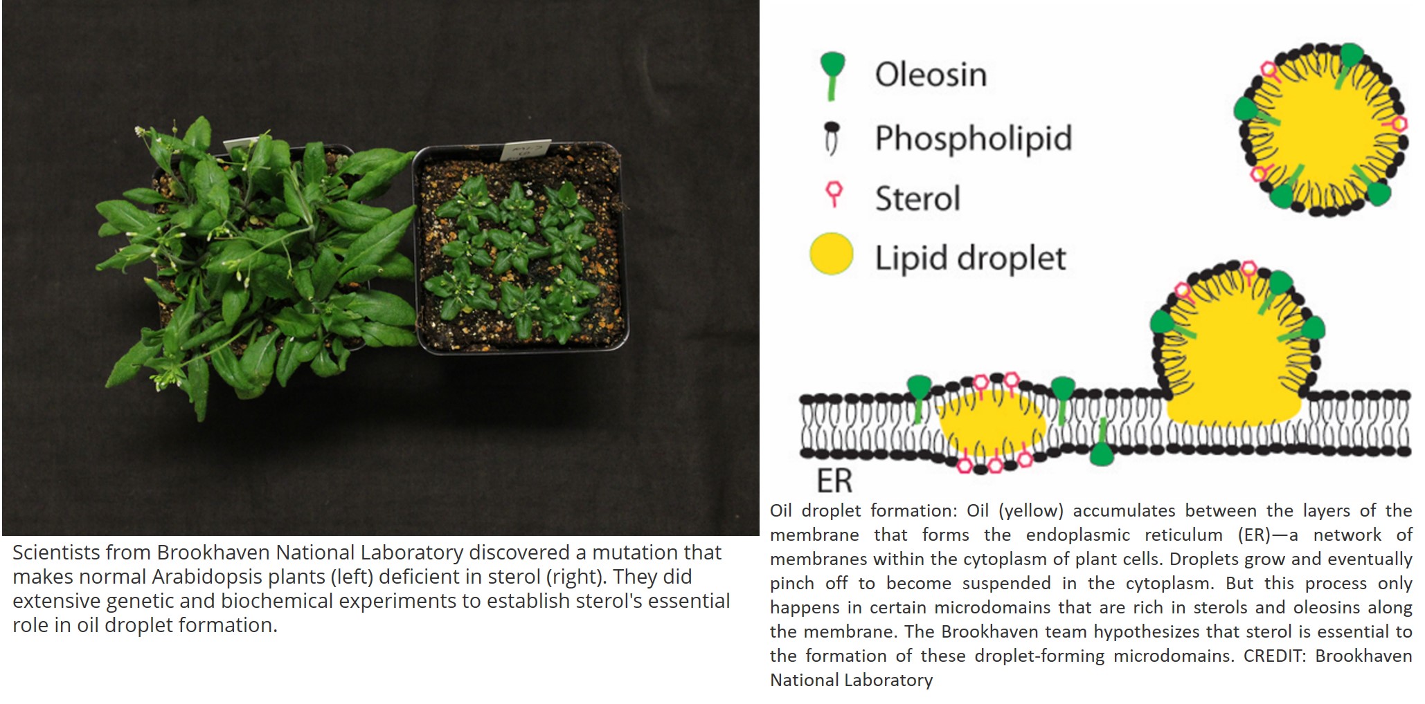 Assembly of lipid droplets in developing seeds require sterols