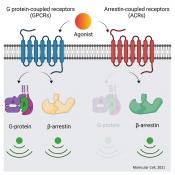 Direct coupling of beta-arrestins to seven transmembrane receptors