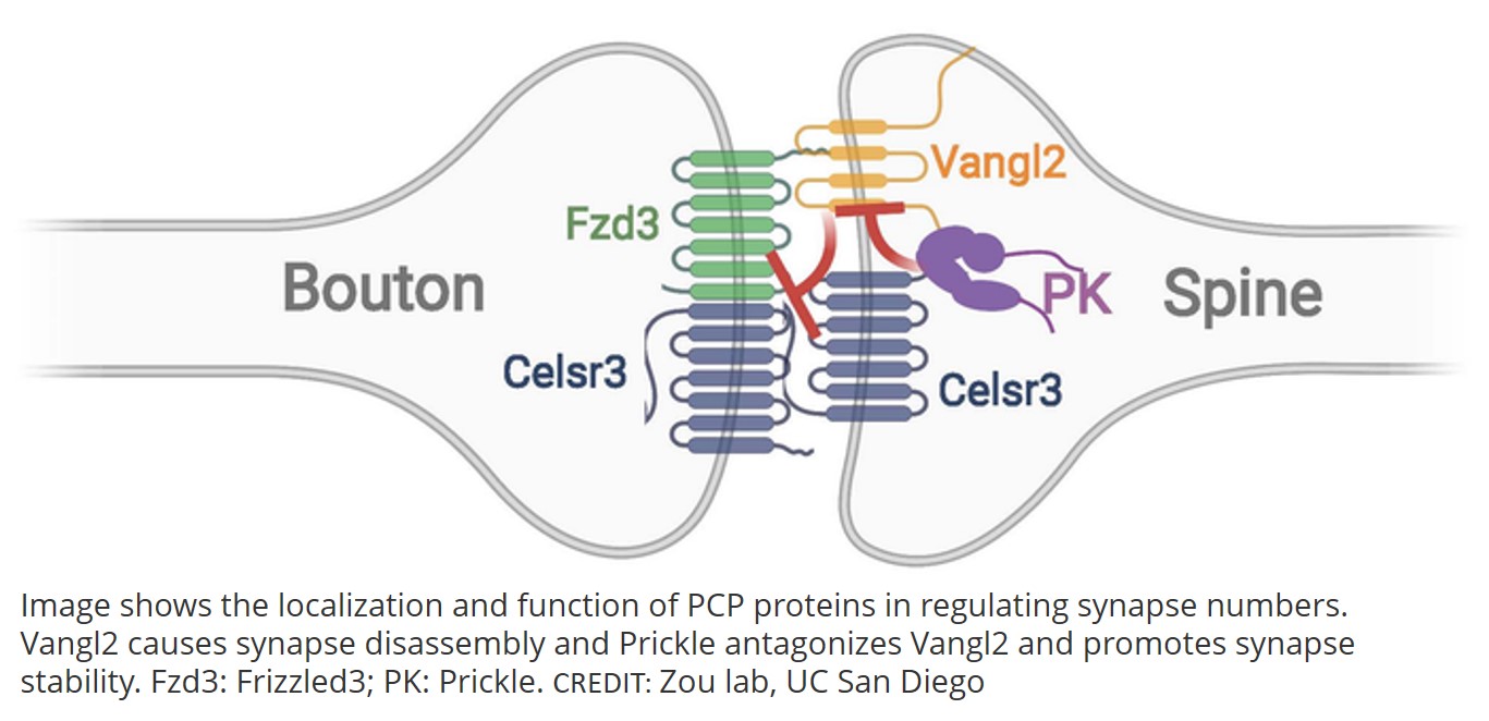 PCP proteins regulate synapse numbers
