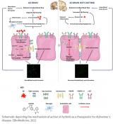 Anti-angiogenesis cancer drug reverses Alzheimer&#039;s symptoms in mice