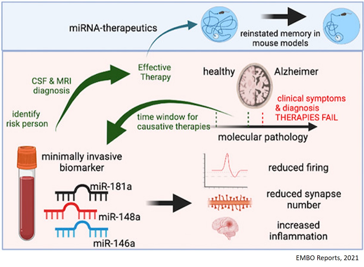 Certain microRNAs indicate risk for cognitive decline