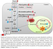 Pyruvate for the survival of neurons and Schwann cells under high-glucose milieu