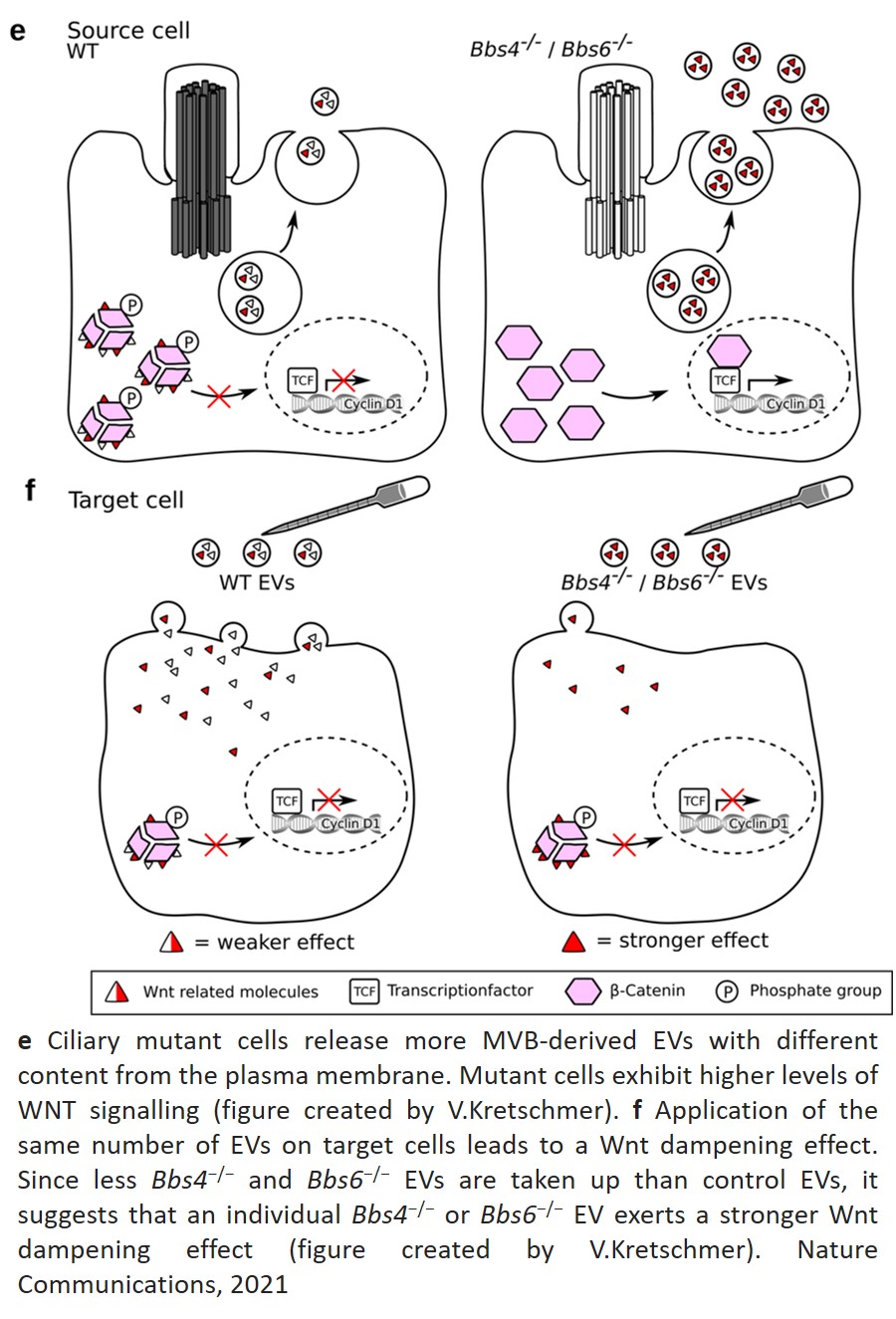 Modified extracellular vesicle signaling in ciliopathies