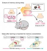 How memories move during sleep?