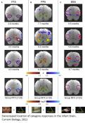 A key brain region responds to faces similarly in infants and adults
