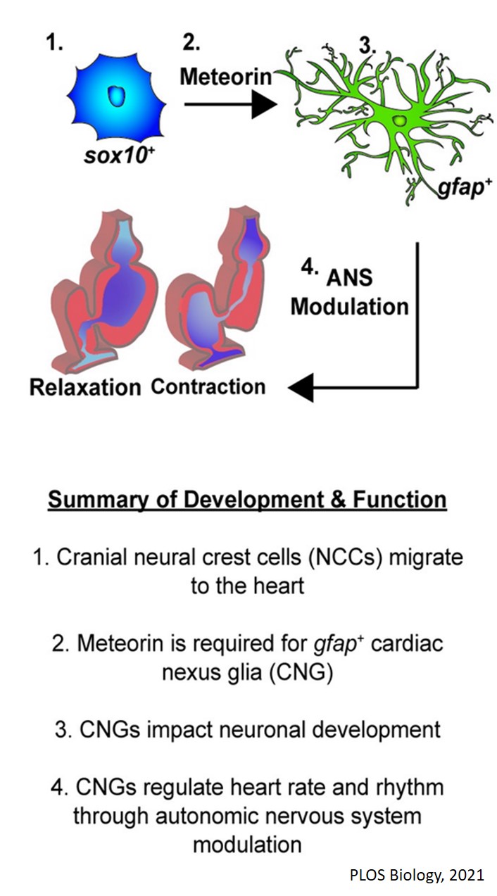 Glial cells regulate development and function of the heart