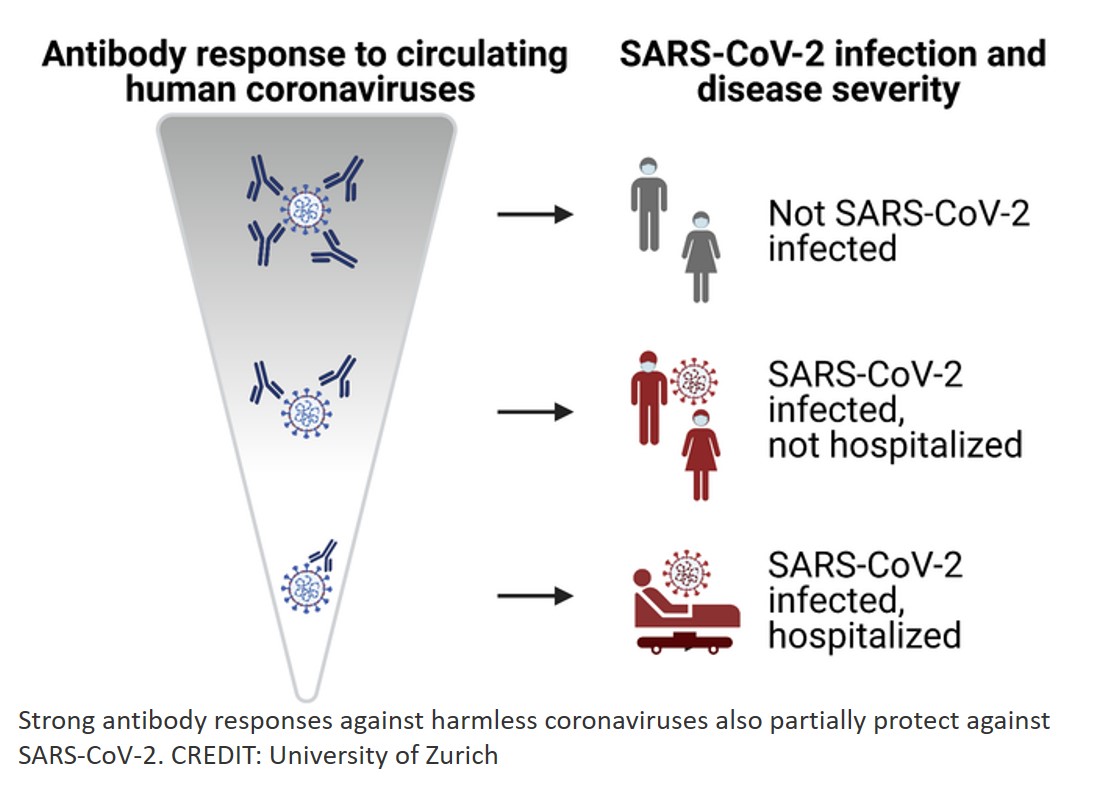 Exposure to harmless coronaviruses boosts SARS-CoV-2 immunity