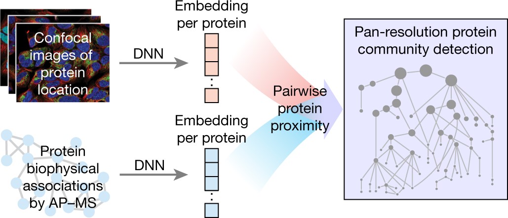 Protein communities &nbsp;(&quot;villages&quot;) serving cells!