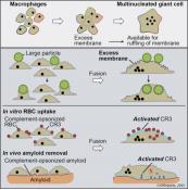 Fusion of macrophages to multinucleated giant cells eliminate large targets by phagocytosis 