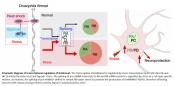 Alternative splicing as a switch to enhance neuroprotection under stress