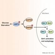 Role of GAPDH in glucose starvation induced autophagy