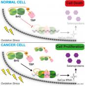 &#039;Master switch&#039; helps cancer cells survive stress