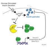 &#946;-Cell insulin secretion requires the ubiquitination of transcription factors