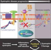 Inflammation and &nbsp;microRNA connection to muscular dystrophy