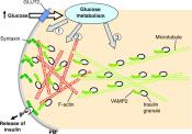 Microtubules Negatively Regulate Insulin Secretion