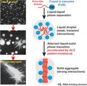 A Liquid-to-Solid Phase Transition of the ALS Protein FUS Accelerated by Disease Mutation