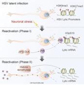How herpes simplex virus reactivates in neurons to trigger disease