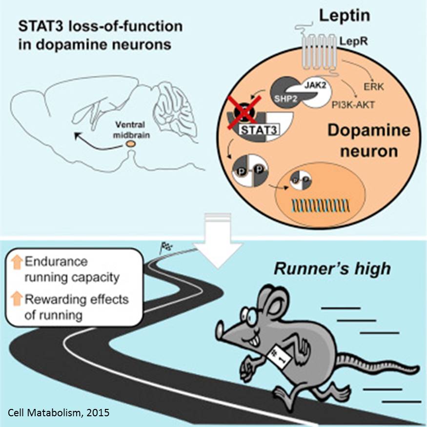 Body fat hormone leptin influences runner&#039;s high