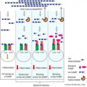 Evading host immune response by bacteria 