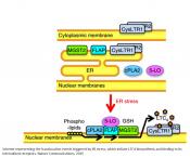 Leukotriene C4 is the major trigger of stress-induced oxidative DNA damage