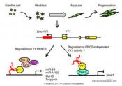 Role of long intervening noncoding RNAs (lincRNAs) in skeletal muscle differentiation and regeneration