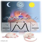 Regulator linking circadian clock and heart rhythmicity found! 