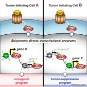 Role of epigenome on TGF-&#946;/SMAD mediated Cancer 