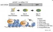 Cell memory loss enables the production of stem cells