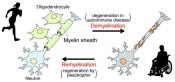 Molecular mechanisms involved in remyelination