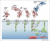 Diverse physiological role of natural killer cells in different tissues explained! 