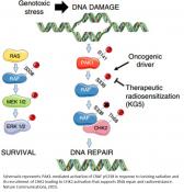Dual function of a kinase renders therapeutic resistance to tumors