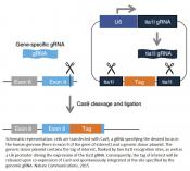 A generic strategy for CRISPR-Cas9-mediated gene tagging