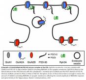 Mechanism of stabilization of glutamate receptors at postsynaptic membranes 