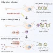 Mechanism of viral activation following neural stress
