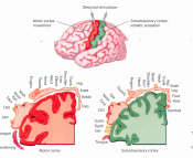 Algorithms, apps to understand Alzheimer&#039;s, brain maps