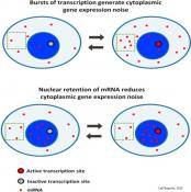 Nuclear Retention of mRNA in Mammalian Tissues