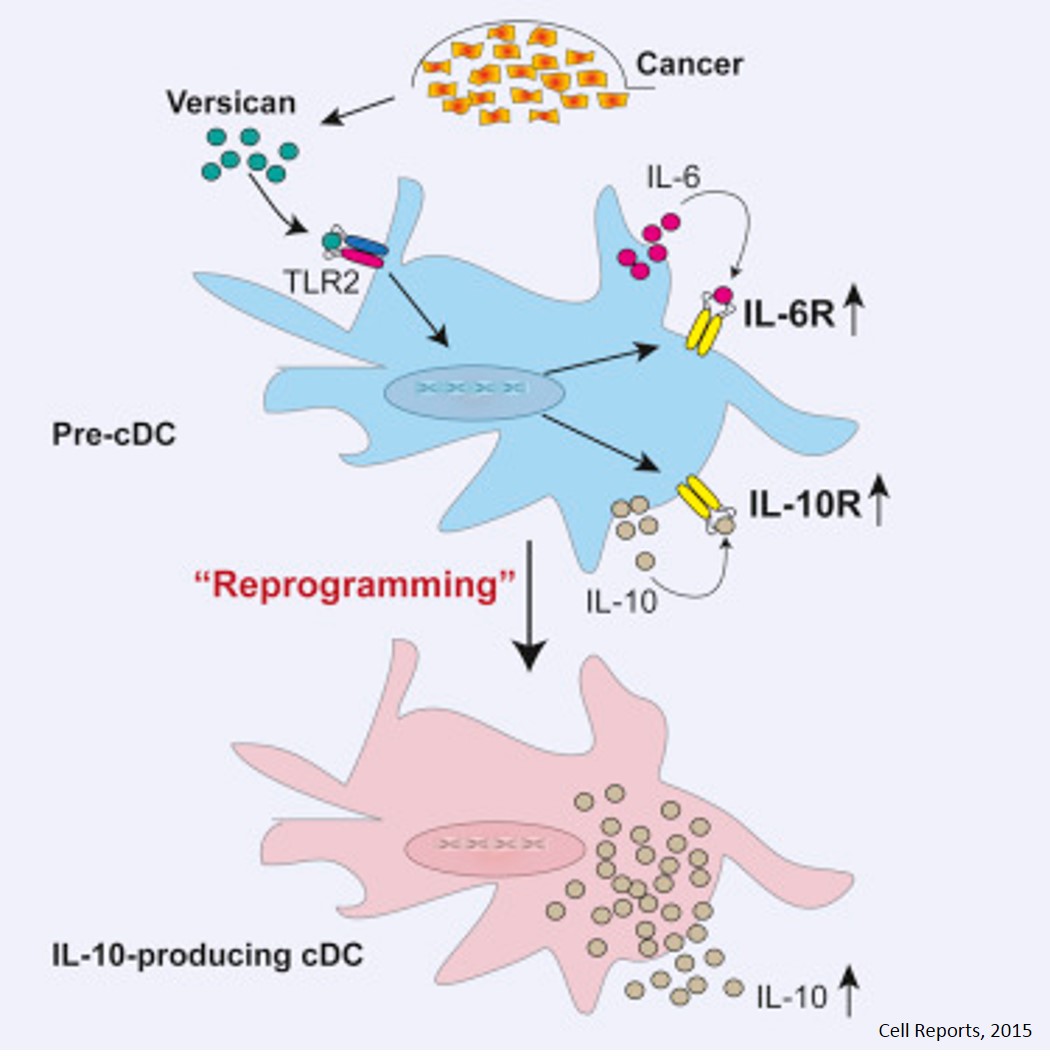 Mechanism of dendritic cell dysfunction in cancer! 
